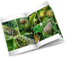 Catalogo delle malattie e dei parassiti